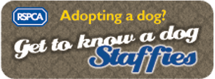 staffy