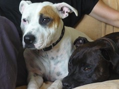 staffy