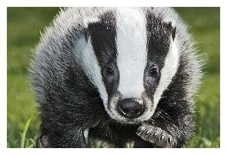 Badger01